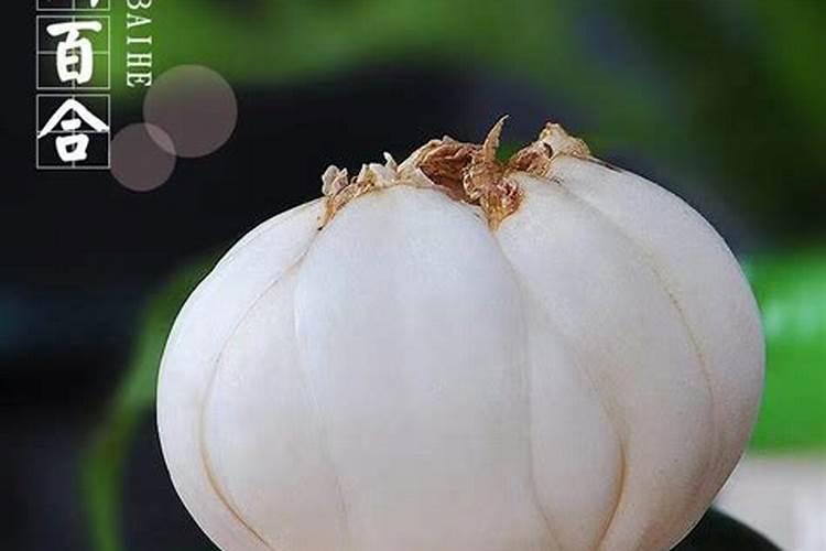 各位老师,种植百合要哪种肥料,比例是多少,以及地下病菌虫害怎么防治...