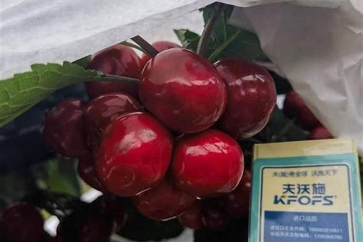 你好师傅大地樱桃树现在喂什么化肥好呢？