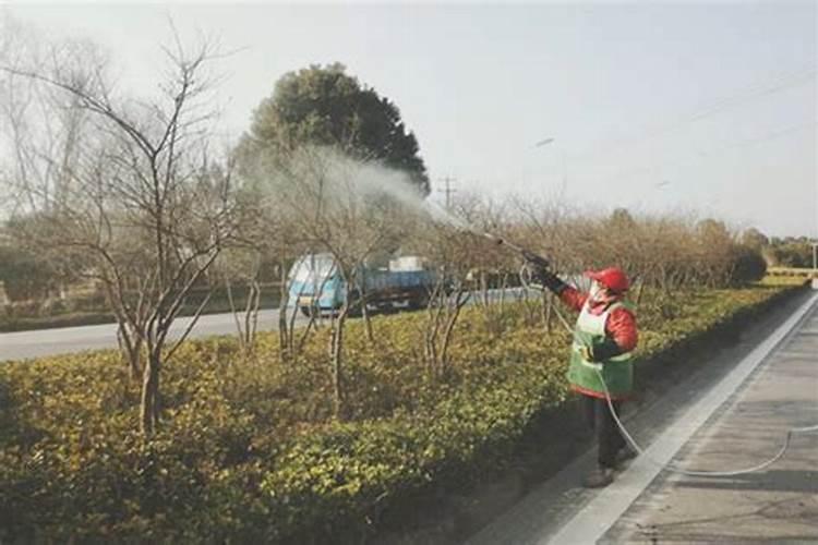 大棚葡萄打石硫合剂出现烧牙怎么办？对产量有影响吗？怎样补救？