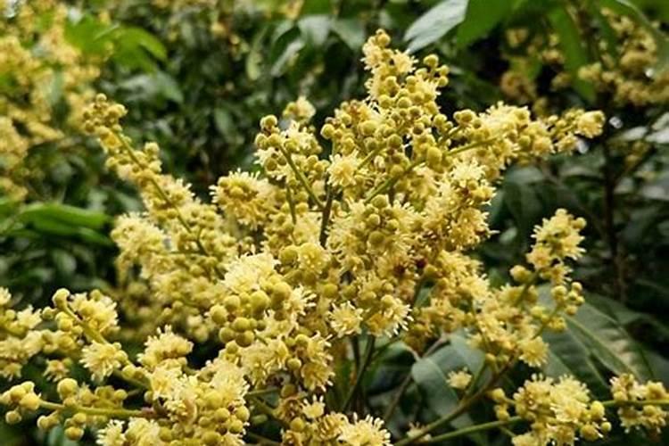 种植高产龙眼应该怎么施肥 龙眼施肥方法总结