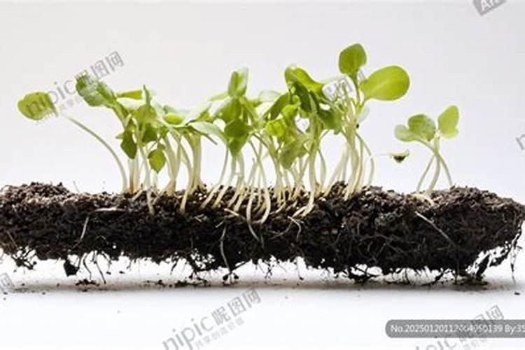 种植青菜在苗期能否用尿素