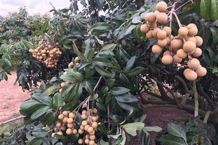 龙眼成结果树需要掌握的施肥方法有哪些？