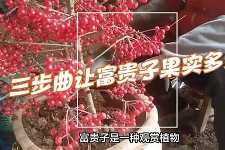 富贵籽怎么养 富贵籽如何养植