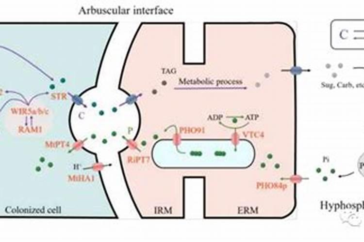 米兰施肥需施什么肥料