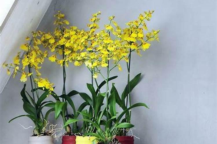 文心兰用水苔还是树皮种