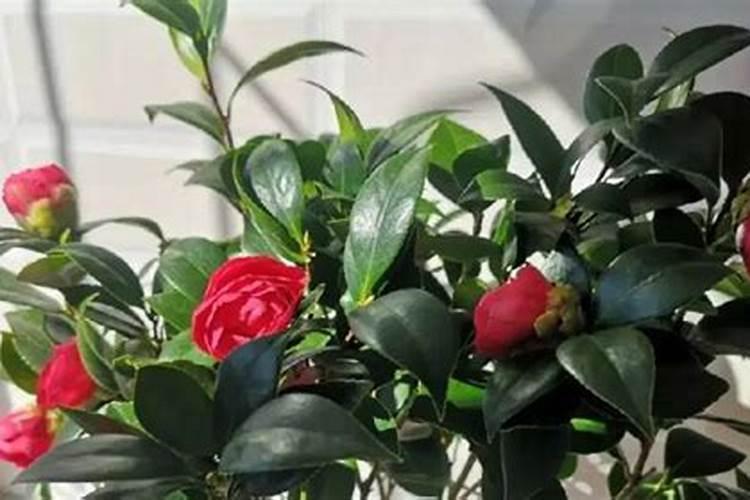 白茶花怎么养
