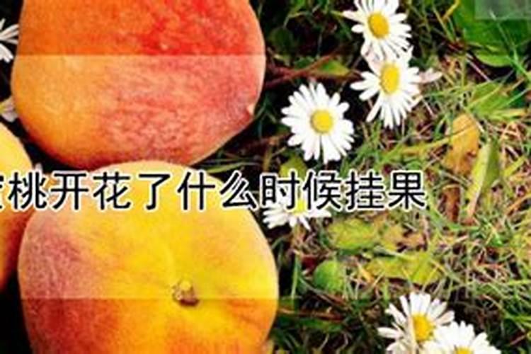 水蜜桃摘果后,该怎么施肥,能尽快回复树势,还能有利于下年产量？