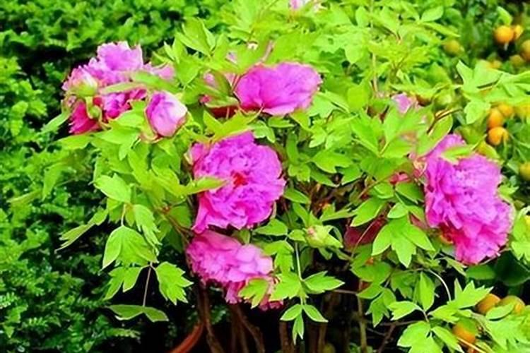 水稻后期灌浆期需要用叶面肥吗？