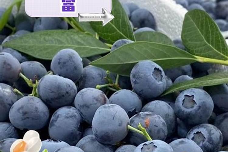 蓝莓开花结果期施什么肥好
