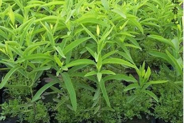 天然檀香金莲花苗怎么种