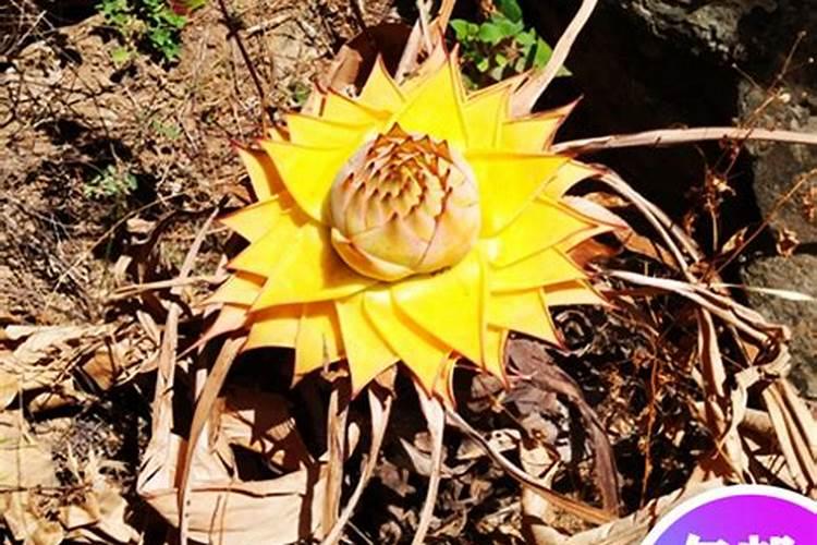 天然檀香苗金莲花怎么养