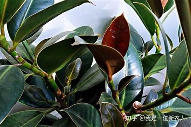 橡皮树冬季施肥方法橡皮树冬季如何施肥