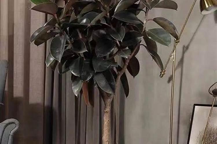 橡皮树冬季施肥方法橡皮树冬季如何施肥