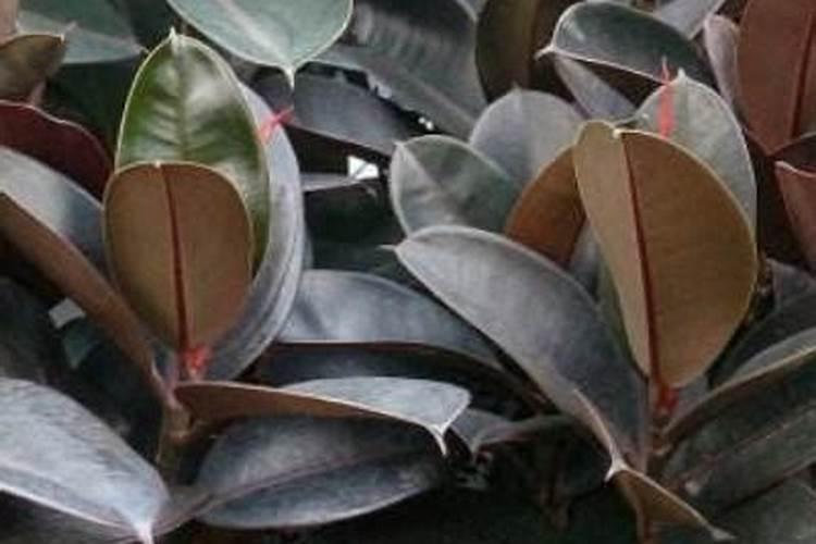 橡皮树冬季施肥方法 橡皮树冬季如何施肥