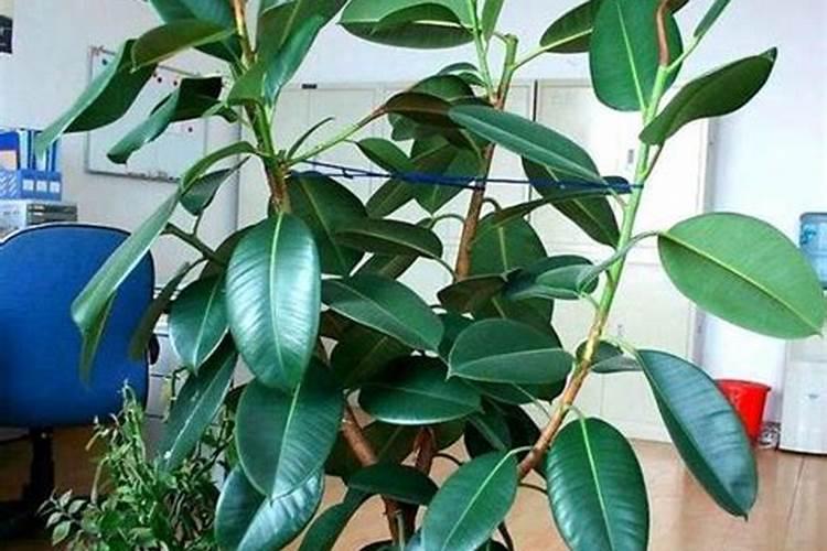 橡皮树怎么施肥