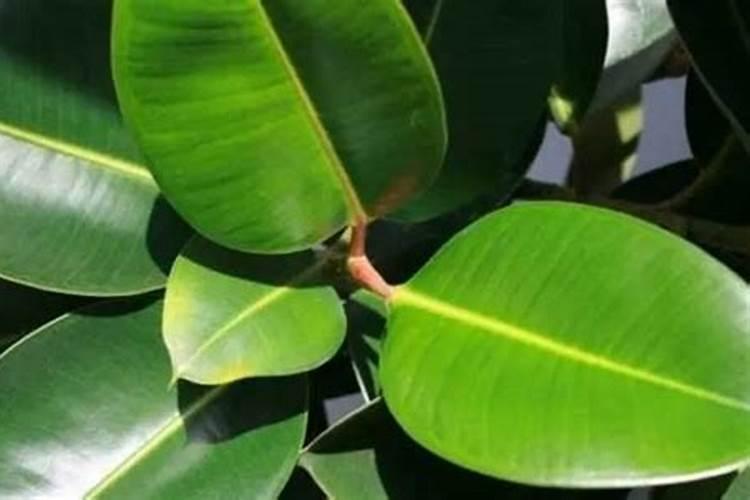 橡皮树怎么施肥