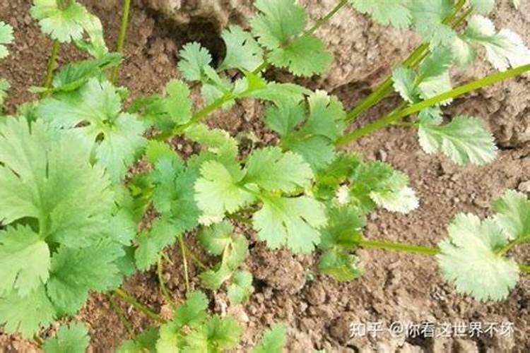 高温天气香菜怎样提高结籽率？