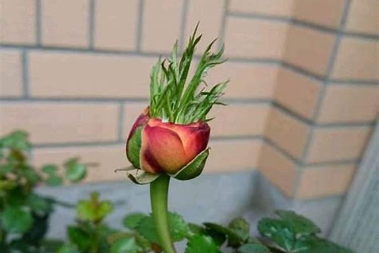 尿素可以浇月季花吗