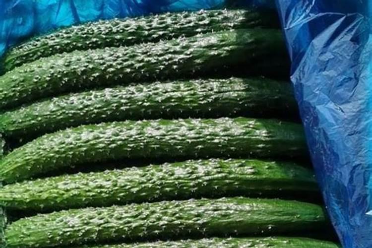 黄瓜用什么肥料产量高