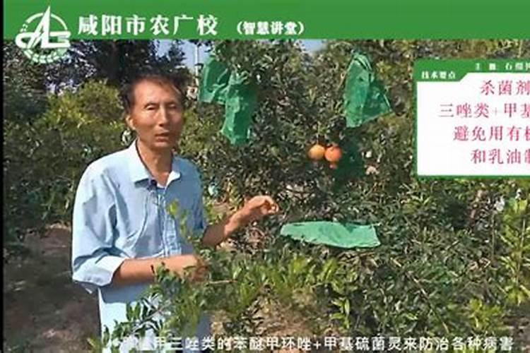 石榴套袋后的注意事项