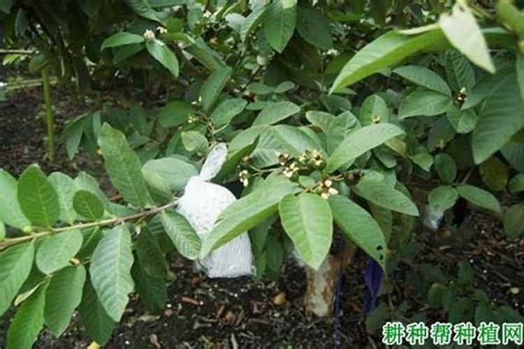 石榴如何保果不落