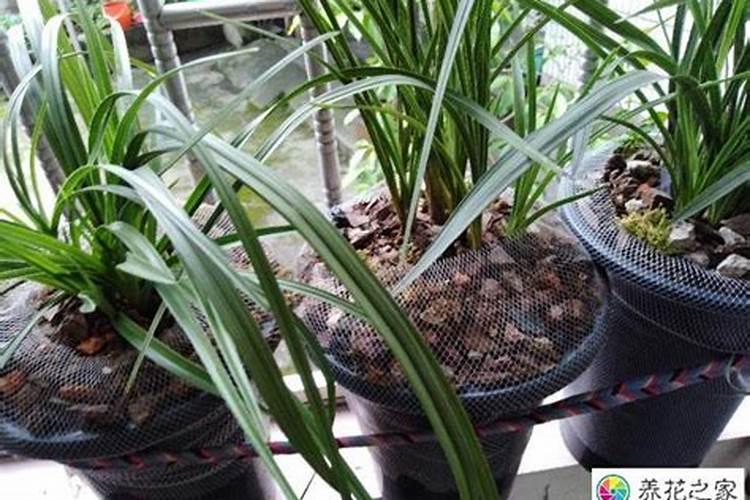 花椒树施什么肥最佳花椒树施什么肥比较好