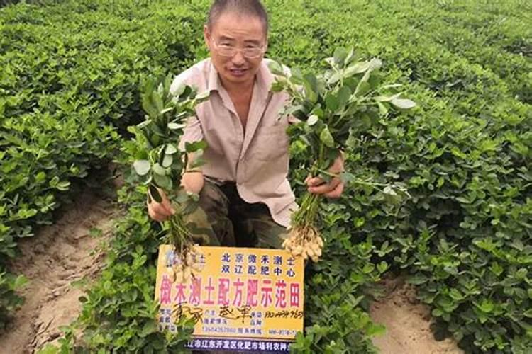 花生需要打叶面肥吗,花生叶面肥选择及使用方法