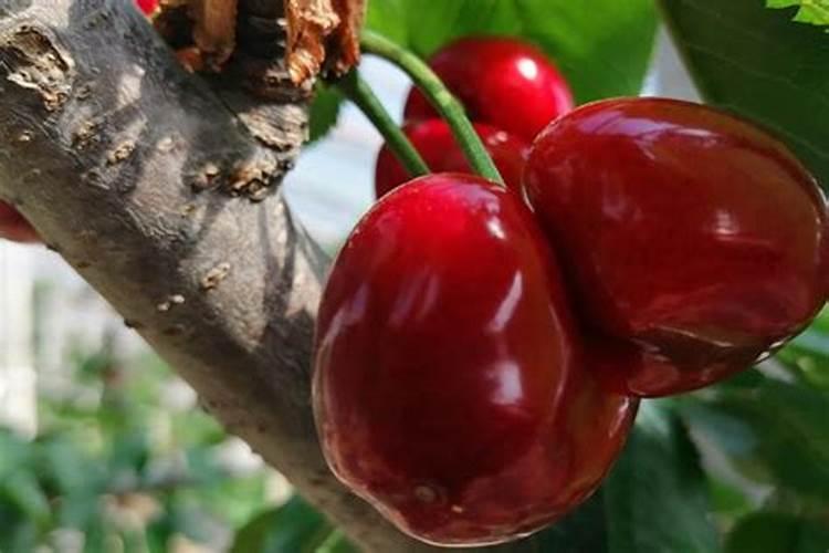 樱桃坐果的时候用什么肥料好