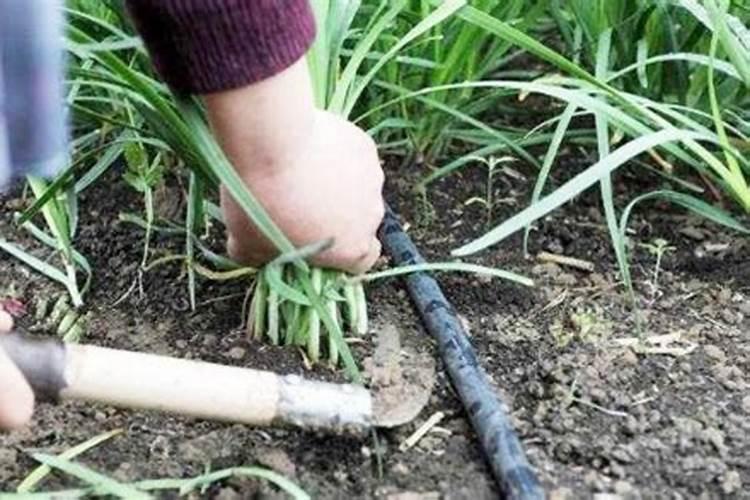 韭菜割完后要怎么施肥