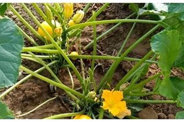 西葫芦肥料的禁忌 西葫芦需要什么肥料