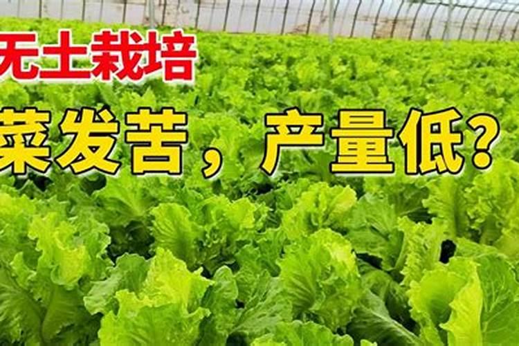 大白菜炒出来发苦如何处理