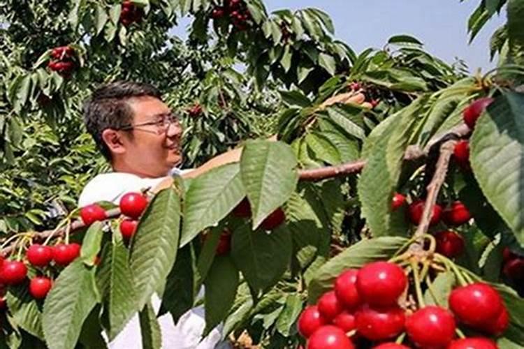 南方樱桃花期能不能喷磷酸二氢钾、糖醇钙和流体硼？