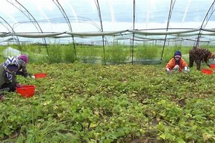 在大棚里,该怎么种植黄菇娘？