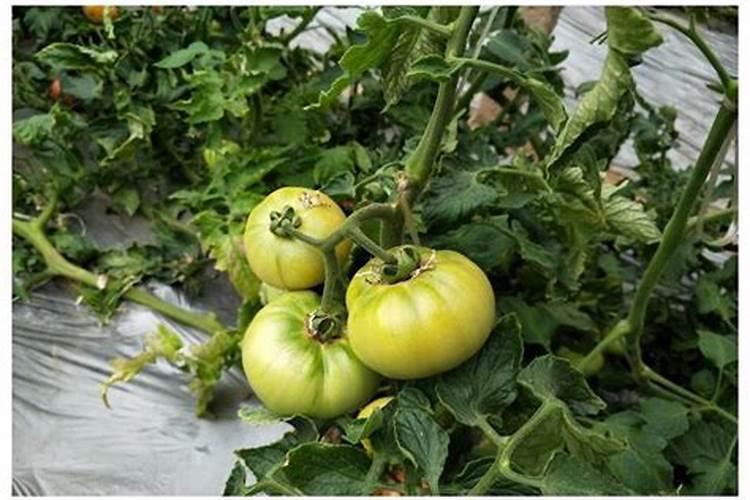 芸苔素几天打一次合适