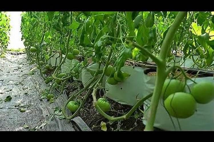 如何防治番茄缺氮？
