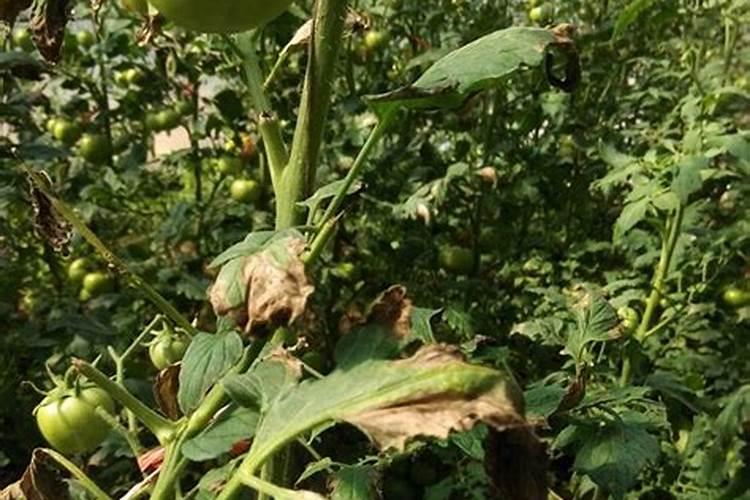 蕃茄秧打顶怎么回事？