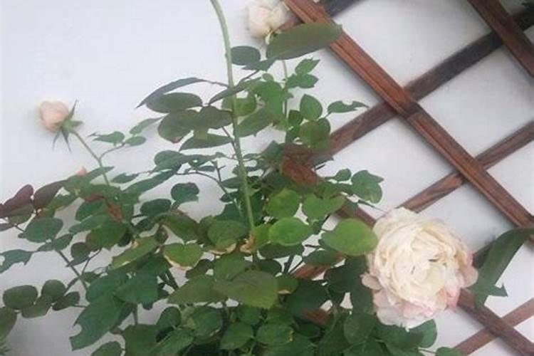 月季如何施肥 氮肥