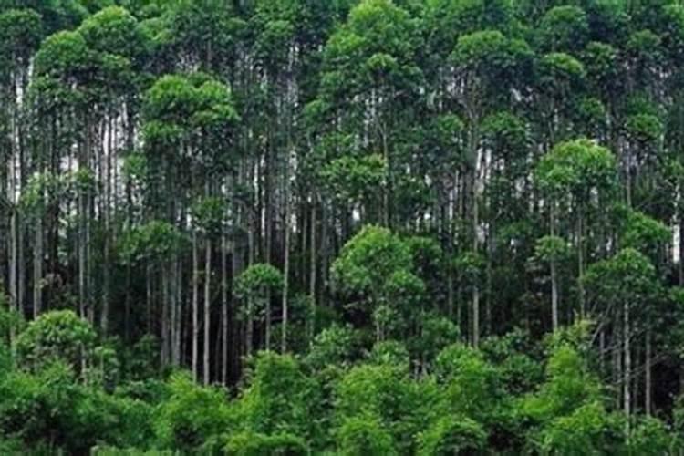华沃特桉树专用肥价格