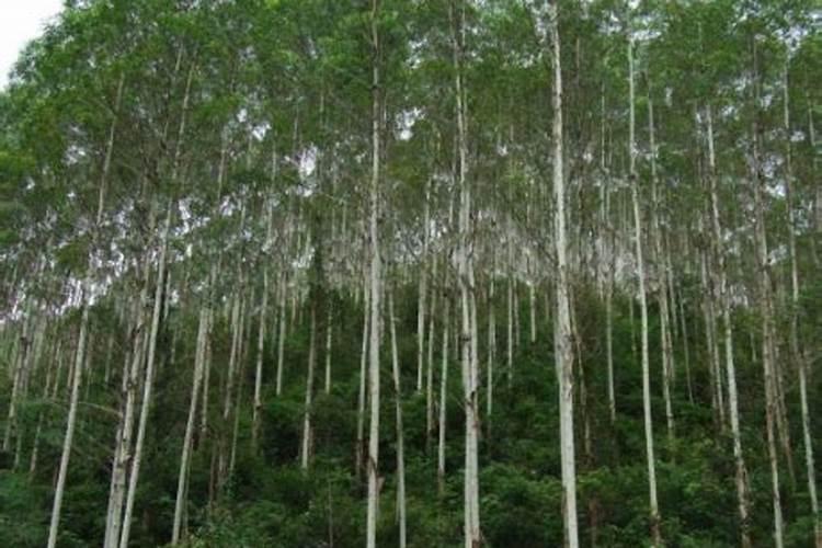 桉树专用肥哪个牌子好