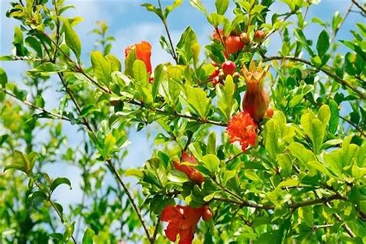 石榴树如何施肥 不同季节石榴树施肥的方法