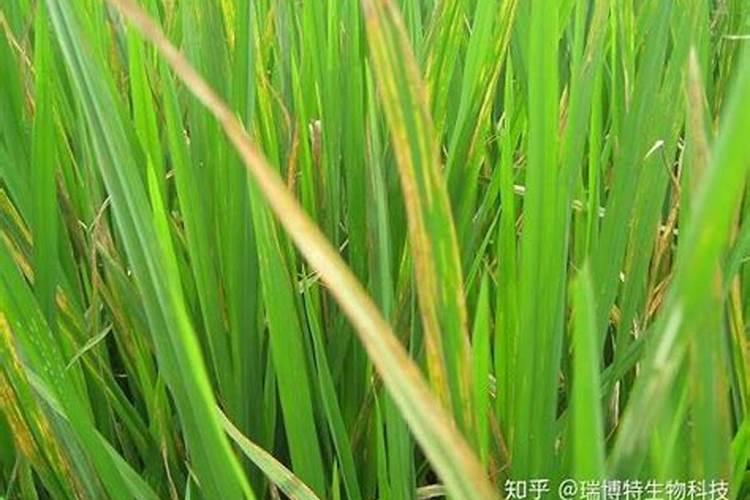 水稻脚叶枯黄什么原因