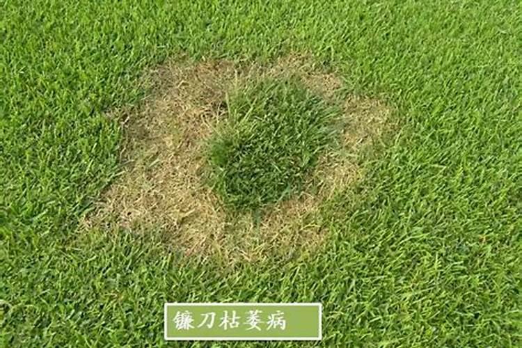 玉米苗出现黄叶黄尖现象是什么情况造成的什么原因？