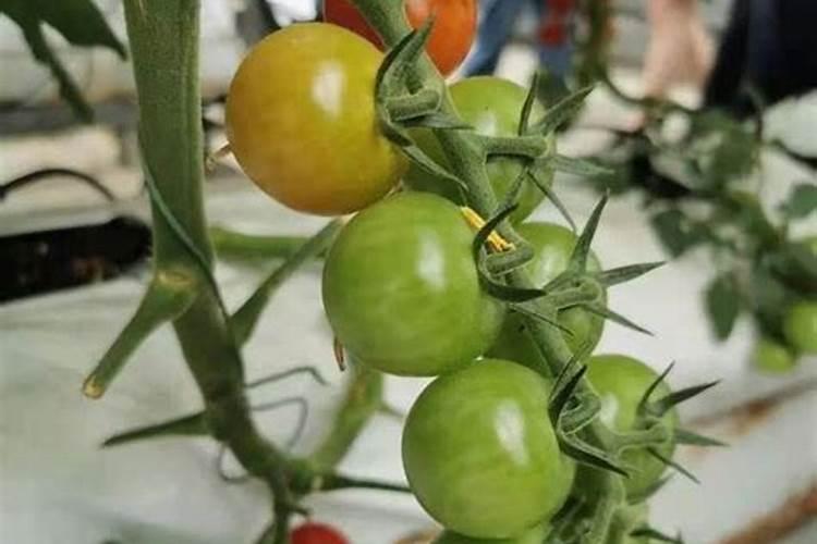 草莓在种植过程中需要补钙吗 草莓缺钙怎么办用什么补钙最好