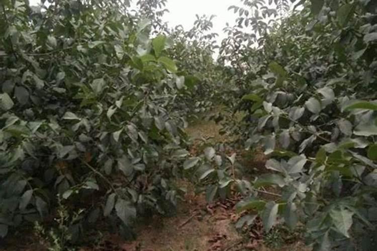 核桃树什么时候施钾肥最好