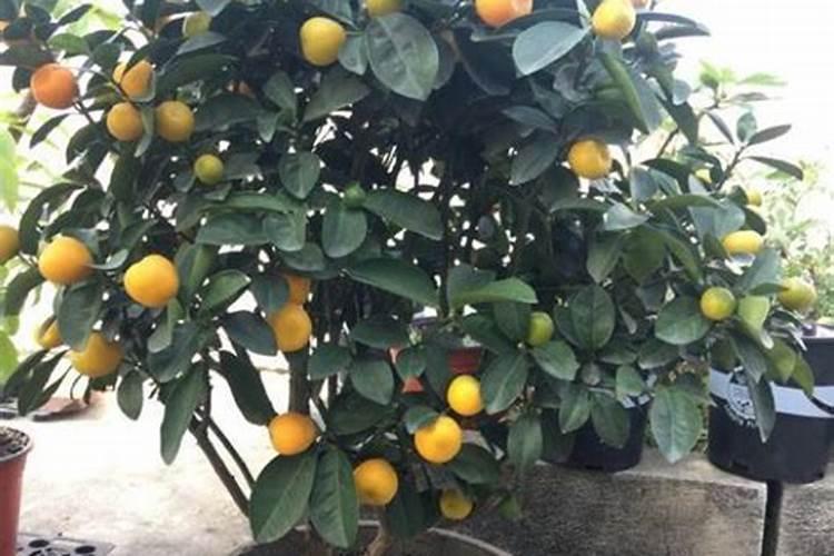 金桔盆栽秋天可以施肥吗(金桔树什么时候施肥最好)