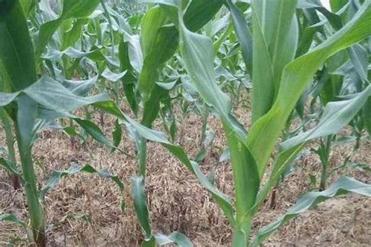 高粱地里的除草剂用玉米田除草剂可以吗