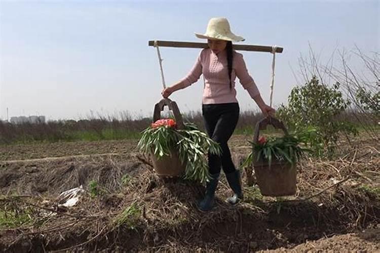 种植荸荠需要什么样的环境条件 种植马蹄需要什么条件