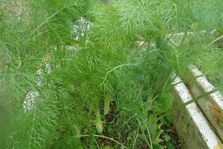 茴香应该怎么种植 茴香栽培方法总结