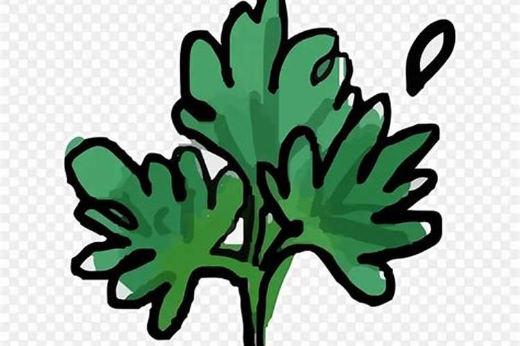 香菜喷什么叶面肥又黑又亮？