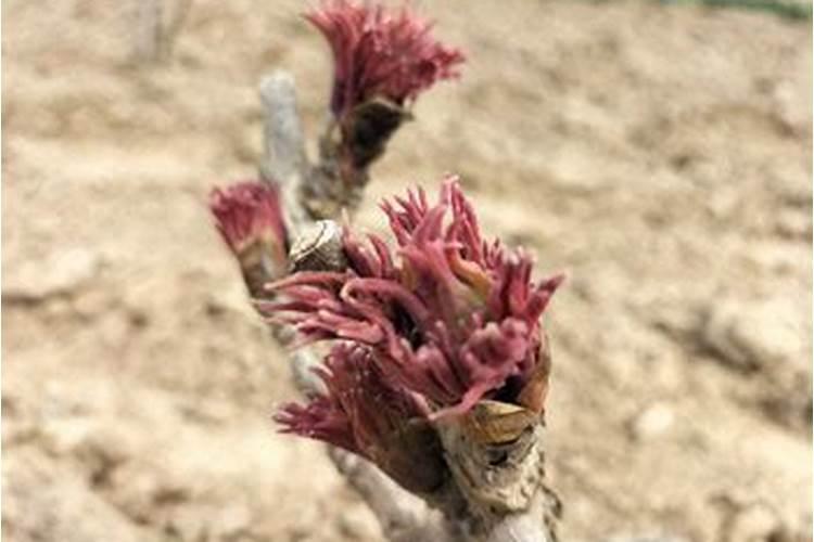 牡丹花怎么种植？花友必看!